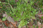 Lewiston cornsalad